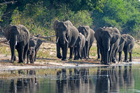 Botswana > Chobe National Park