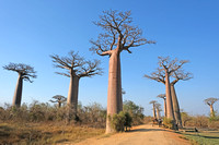 Madagascar West