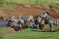 Tanzania > Ngorongoro Crater